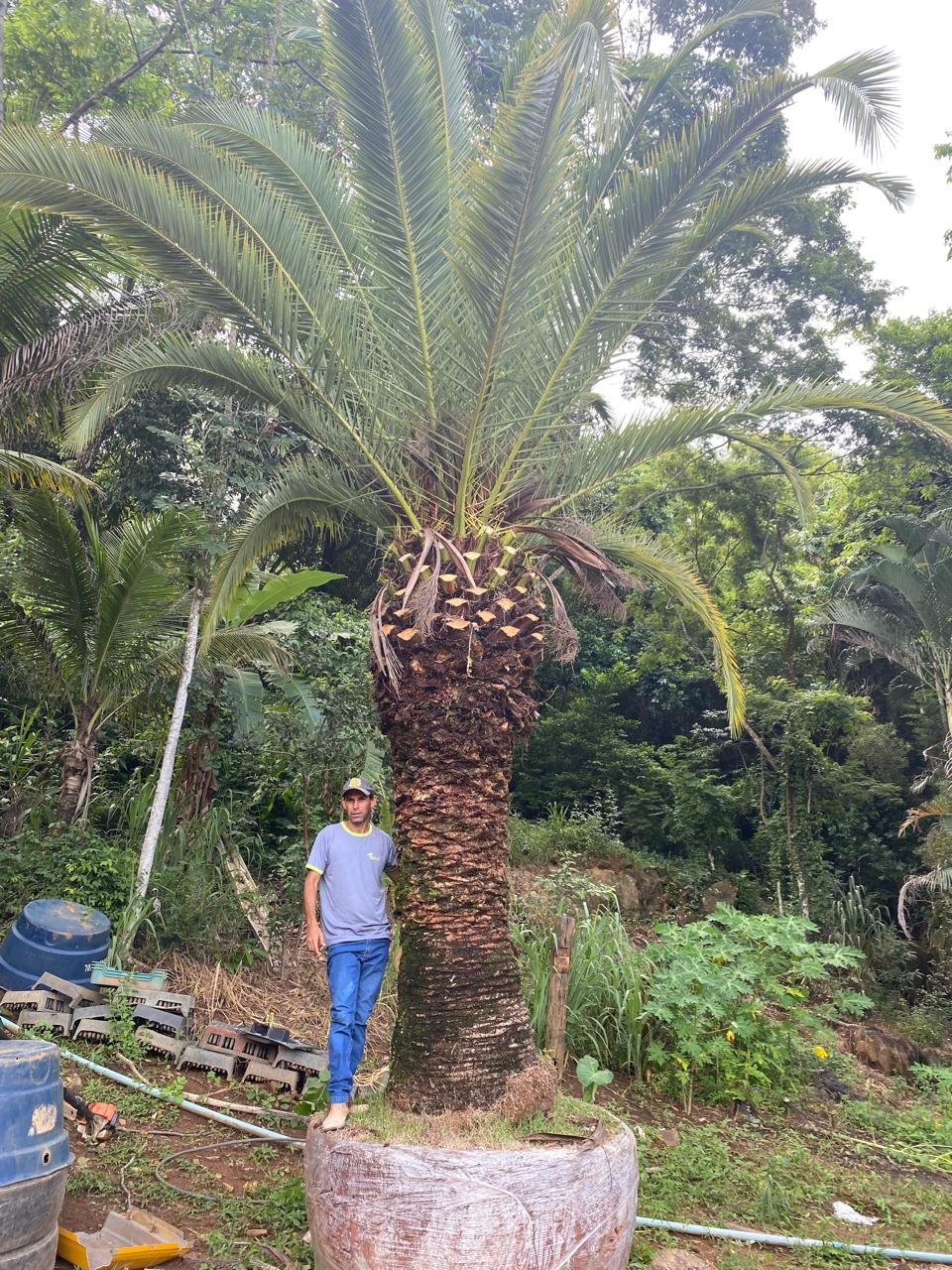 Projeto Viveiro Santa Ana